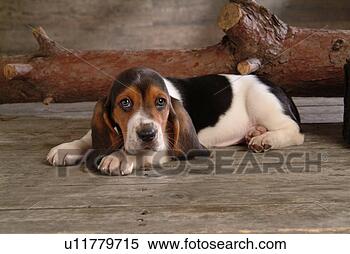 Stock Image - companion, pet, 
canine, close 
up, domestic animal, 
basset hound. 
fotosearch - search 
stock photos, 
pictures, images, 
and photo clipart