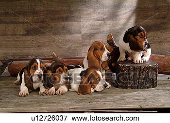 Picture - companion, pet, 
canine, close 
up, domestic animal, 
basset hound. 
fotosearch - search 
stock photos, 
pictures, images, 
and photo clipart