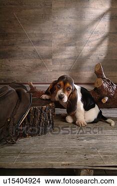 Stock Photo - companion, pet, 
canine, close 
up, domestic animal, 
basset hound. 
fotosearch - search 
stock photos, 
pictures, images, 
and photo clipart