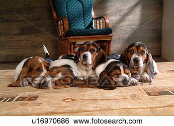 Stock Photo - companion, pet, 
canine, close 
up, domestic animal, 
basset hound. 
fotosearch - search 
stock photos, 
pictures, images, 
and photo clipart