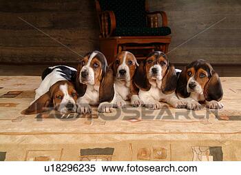 Stock Image - companion, pet, 
canine, close 
up, domestic animal, 
basset hound. 
fotosearch - search 
stock photos, 
pictures, images, 
and photo clipart