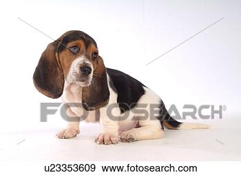 Stock Photograph - companion, pet, 
canine, close 
up, domestic animal, 
basset hound. 
fotosearch - search 
stock photos, 
pictures, images, 
and photo clipart