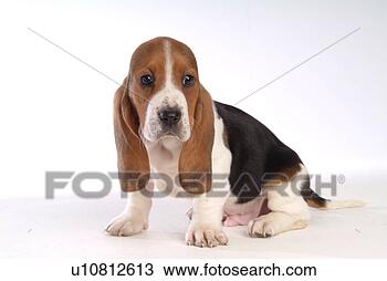 Stock Photo - faithful, domestic 
animal, companion, 
canine, close 
up, basset hound. 
fotosearch - search 
stock photos, 
pictures, images, 
and photo clipart