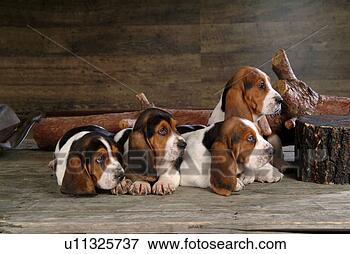 Picture - faithful, domestic 
animal, companion, 
canine, close 
up, basset hound. 
fotosearch - search 
stock photos, 
pictures, images, 
and photo clipart