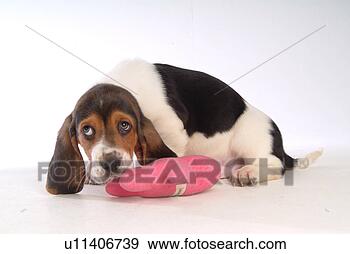 Stock Photograph - faithful, domestic 
animal, companion, 
canine, close 
up, basset hound. 
fotosearch - search 
stock photos, 
pictures, images, 
and photo clipart