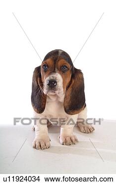 Stock Photo - faithful, domestic 
animal, companion, 
canine, close 
up, basset hound. 
fotosearch - search 
stock photos, 
pictures, images, 
and photo clipart