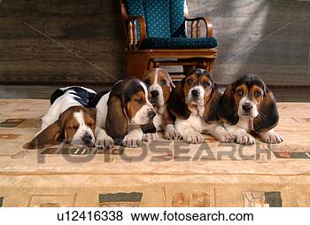 Stock Photo - faithful, domestic 
animal, companion, 
canine, close 
up, basset hound. 
fotosearch - search 
stock photos, 
pictures, images, 
and photo clipart