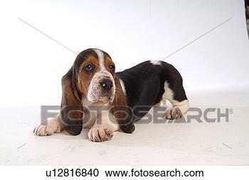 Stock Photography - faithful, domestic 
animal, companion, 
canine, close 
up, basset hound. 
fotosearch - search 
stock photos, 
pictures, images, 
and photo clipart