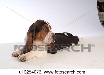 Stock Photo - faithful, domestic 
animal, companion, 
canine, close 
up, basset hound. 
fotosearch - search 
stock photos, 
pictures, images, 
and photo clipart