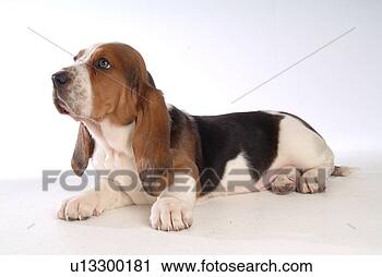 Stock Photography - faithful, domestic 
animal, companion, 
canine, close 
up, basset hound. 
fotosearch - search 
stock photos, 
pictures, images, 
and photo clipart