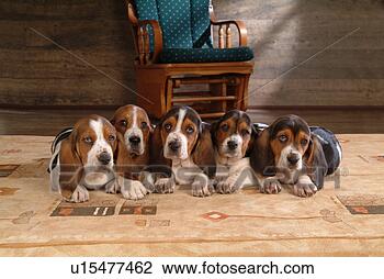 Stock Photo - faithful, domestic 
animal, companion, 
canine, close 
up, basset hound. 
fotosearch - search 
stock photos, 
pictures, images, 
and photo clipart