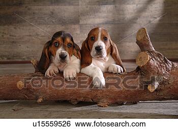 Stock Photo - faithful, domestic 
animal, companion, 
canine, close 
up, basset hound. 
fotosearch - search 
stock photos, 
pictures, images, 
and photo clipart