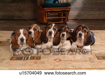 Stock Photograph - faithful, domestic 
animal, companion, 
canine, close 
up, basset hound. 
fotosearch - search 
stock photos, 
pictures, images, 
and photo clipart