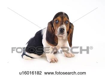 Stock Photo - faithful, domestic 
animal, companion, 
canine, close 
up, basset hound. 
fotosearch - search 
stock photos, 
pictures, images, 
and photo clipart