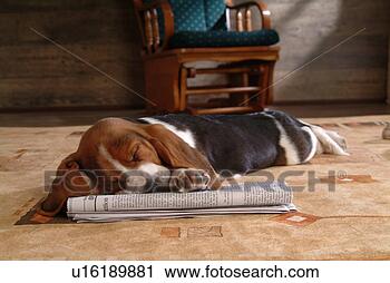 Stock Photography - faithful, domestic 
animal, companion, 
canine, close 
up, basset hound. 
fotosearch - search 
stock photos, 
pictures, images, 
and photo clipart