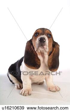 Stock Photograph - faithful, domestic 
animal, companion, 
canine, close 
up, basset hound. 
fotosearch - search 
stock photos, 
pictures, images, 
and photo clipart