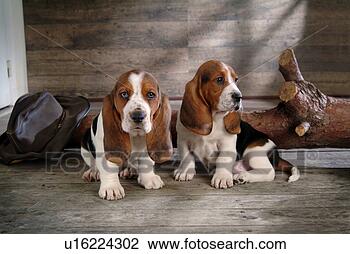 Stock Photo - faithful, domestic 
animal, companion, 
canine, close 
up, basset hound. 
fotosearch - search 
stock photos, 
pictures, images, 
and photo clipart