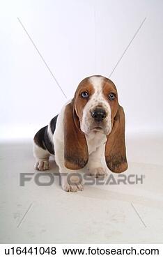 Stock Photo - faithful, domestic 
animal, companion, 
canine, close 
up, basset hound. 
fotosearch - search 
stock photos, 
pictures, images, 
and photo clipart