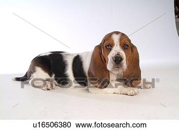 Stock Photography - faithful, domestic 
animal, companion, 
canine, close 
up, basset hound. 
fotosearch - search 
stock photos, 
pictures, images, 
and photo clipart