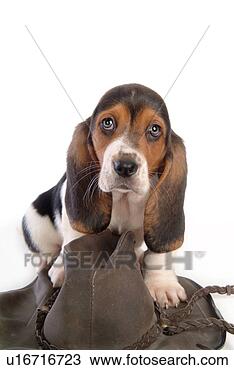 Stock Photo - faithful, domestic 
animal, companion, 
canine, close 
up, basset hound. 
fotosearch - search 
stock photos, 
pictures, images, 
and photo clipart