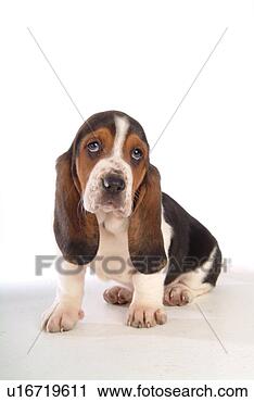 Stock Photography - faithful, domestic 
animal, companion, 
canine, close 
up, basset hound. 
fotosearch - search 
stock photos, 
pictures, images, 
and photo clipart