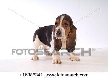 Stock Photography - faithful, domestic 
animal, companion, 
canine, close 
up, basset hound. 
fotosearch - search 
stock photos, 
pictures, images, 
and photo clipart