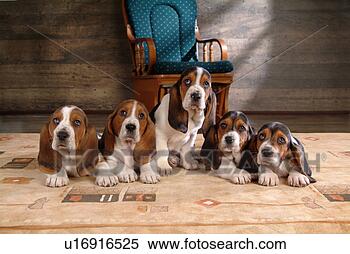 Stock Image - faithful, domestic 
animal, companion, 
canine, close 
up, basset hound. 
fotosearch - search 
stock photos, 
pictures, images, 
and photo clipart