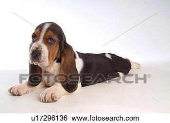 Stock Photo - faithful, domestic 
animal, companion, 
canine, close 
up, basset hound. 
fotosearch - search 
stock photos, 
pictures, images, 
and photo clipart