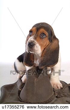 Stock Photo - faithful, domestic 
animal, companion, 
canine, close 
up, basset hound. 
fotosearch - search 
stock photos, 
pictures, images, 
and photo clipart