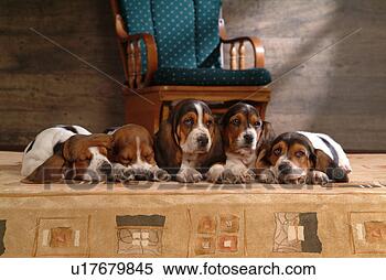 Stock Image - faithful, domestic 
animal, companion, 
canine, close 
up, basset hound. 
fotosearch - search 
stock photos, 
pictures, images, 
and photo clipart