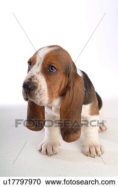 Stock Photography - faithful, domestic 
animal, companion, 
canine, close 
up, basset hound. 
fotosearch - search 
stock photos, 
pictures, images, 
and photo clipart