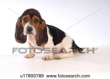 Stock Photograph - faithful, domestic 
animal, companion, 
canine, close 
up, basset hound. 
fotosearch - search 
stock photos, 
pictures, images, 
and photo clipart