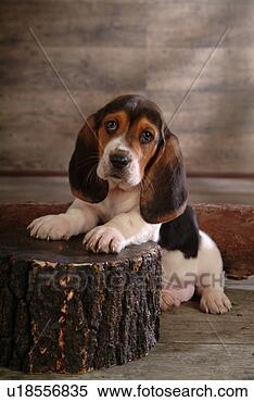 Stock Image - faithful, domestic 
animal, companion, 
canine, close 
up, basset hound. 
fotosearch - search 
stock photos, 
pictures, images, 
and photo clipart