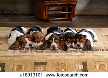 Stock Photography - faithful, domestic 
animal, companion, 
canine, close 
up, basset hound. 
fotosearch - search 
stock photos, 
pictures, images, 
and photo clipart