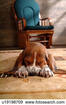 Stock Photograph - faithful, domestic 
animal, companion, 
canine, close 
up, basset hound. 
fotosearch - search 
stock photos, 
pictures, images, 
and photo clipart