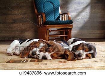 Stock Photo - faithful, domestic 
animal, companion, 
canine, close 
up, basset hound. 
fotosearch - search 
stock photos, 
pictures, images, 
and photo clipart