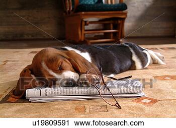 Stock Photography - faithful, domestic 
animal, companion, 
canine, close 
up, basset hound. 
fotosearch - search 
stock photos, 
pictures, images, 
and photo clipart