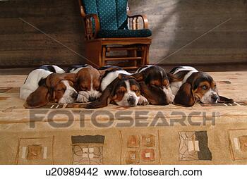 Stock Photo - faithful, domestic 
animal, companion, 
canine, close 
up, basset hound. 
fotosearch - search 
stock photos, 
pictures, images, 
and photo clipart