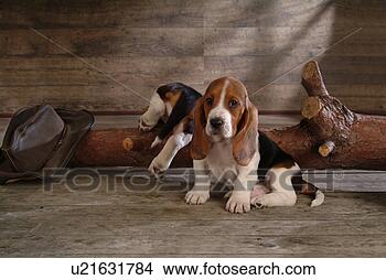 Stock Photo - faithful, domestic 
animal, companion, 
canine, close 
up, basset hound. 
fotosearch - search 
stock photos, 
pictures, images, 
and photo clipart
