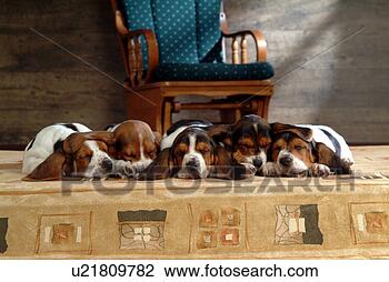 Stock Photo - faithful, domestic 
animal, companion, 
canine, close 
up, basset hound. 
fotosearch - search 
stock photos, 
pictures, images, 
and photo clipart
