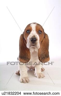 Stock Photo - faithful, domestic 
animal, companion, 
canine, close 
up, basset hound. 
fotosearch - search 
stock photos, 
pictures, images, 
and photo clipart