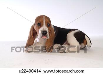 Stock Photo - faithful, domestic 
animal, companion, 
canine, close 
up, basset hound. 
fotosearch - search 
stock photos, 
pictures, images, 
and photo clipart