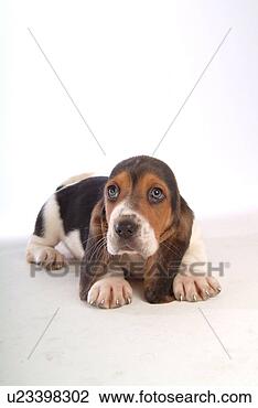 Stock Photo - faithful, domestic 
animal, companion, 
canine, close 
up, basset hound. 
fotosearch - search 
stock photos, 
pictures, images, 
and photo clipart