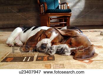 Picture - faithful, domestic 
animal, companion, 
canine, close 
up, basset hound. 
fotosearch - search 
stock photos, 
pictures, images, 
and photo clipart