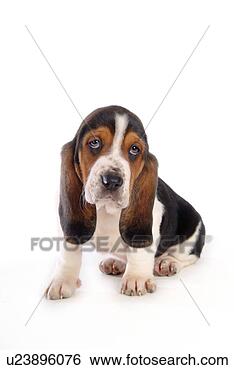 Stock Photo - faithful, domestic 
animal, companion, 
canine, close 
up, basset hound. 
fotosearch - search 
stock photos, 
pictures, images, 
and photo clipart
