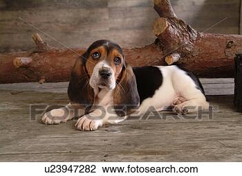 Stock Photo - faithful, domestic 
animal, companion, 
canine, close 
up, basset hound. 
fotosearch - search 
stock photos, 
pictures, images, 
and photo clipart