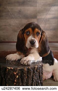 Stock Photo - faithful, domestic 
animal, companion, 
canine, close 
up, basset hound. 
fotosearch - search 
stock photos, 
pictures, images, 
and photo clipart