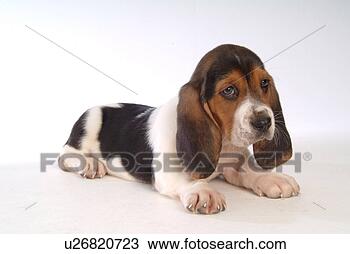 Stock Photo - faithful, domestic 
animal, companion, 
canine, close 
up, basset hound. 
fotosearch - search 
stock photos, 
pictures, images, 
and photo clipart