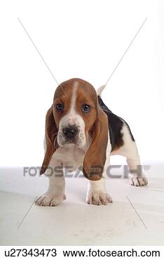Stock Photo - faithful, domestic 
animal, companion, 
canine, close 
up, basset hound. 
fotosearch - search 
stock photos, 
pictures, images, 
and photo clipart