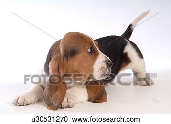 Stock Photography - faithful, domestic 
animal, companion, 
canine, close 
up, basset hound. 
fotosearch - search 
stock photos, 
pictures, images, 
and photo clipart